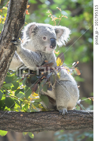 コアラ 101795315