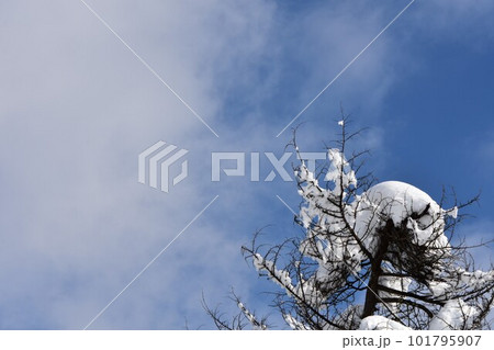 落葉した木の枝に積もった雪と青い空 101795907