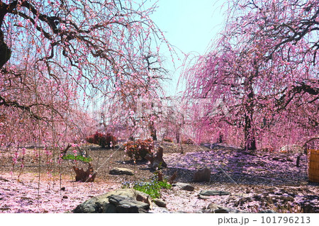 鈴鹿の森庭園のしだれ梅 鈴鹿の森庭園のしだれ梅 101796213