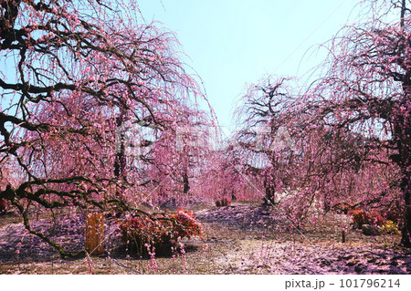 鈴鹿の森庭園のしだれ梅 101796214