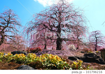 鈴鹿の森庭園のしだれ梅 101796216