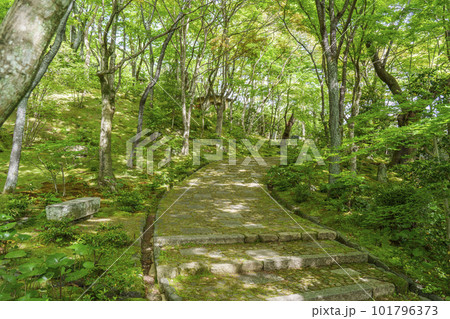 新緑に包まれた常寂光寺の境内　末吉坂（京都嵯峨野） 101796373
