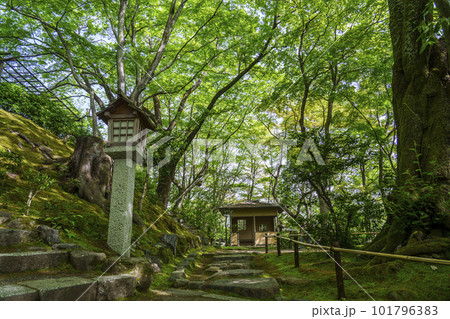 新緑に包まれた常寂光寺　末吉坂から見える仁王門（京都嵯峨野） 101796383