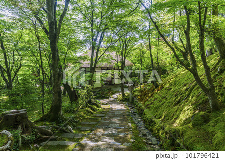 新緑に包まれた常寂光寺　末吉坂から見える仁王門（京都嵯峨野） 101796421