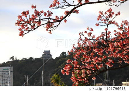静岡県熱海温泉　熱海城とあたみ桜　 101796613