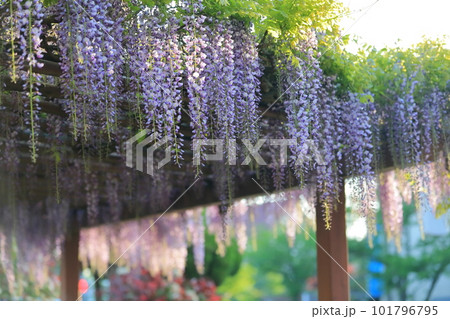 フジの花 フジの花 101796795