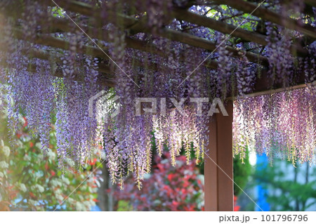 フジの花 フジの花 101796796
