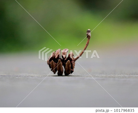 春に落ちるメタセコイアの実のクローズアップ 春に落ちるメタセコイアの実のクローズアップ 101796835