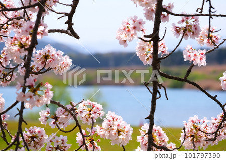 宮川堤の一目千本桜 101797390