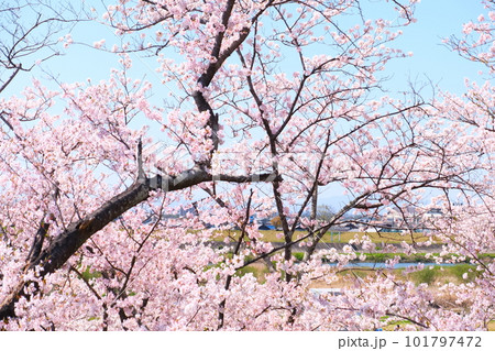 宮川堤の一目千本桜 宮川堤の一目千本桜 101797472