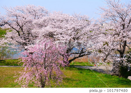 宮川堤の一目千本桜 101797480