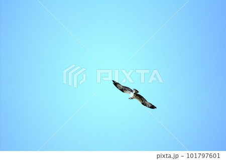 silhouette of flying osprey silhouette of flying osprey 101797601