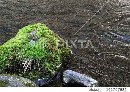 沢名川 渓流の流れ【栃木県那須塩原市】 沢名川 渓流の流れ【栃木県那須塩原市】 101797625
