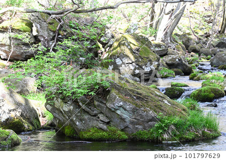 沢名川 渓流の流れ【栃木県那須塩原市】 101797629