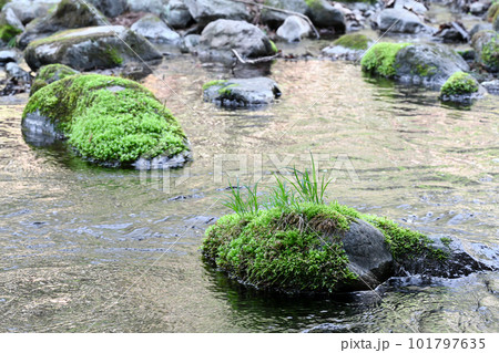 沢名川 渓流の流れ【栃木県那須塩原市】 101797635