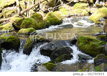 沢名川 渓流の流れ【栃木県那須塩原市】 沢名川 渓流の流れ【栃木県那須塩原市】 101797653