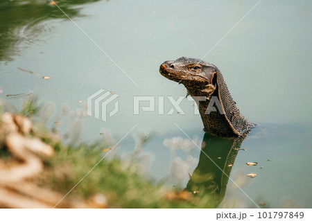 Monitor Lizard in Lumphini Park, Bangkok, Thailand Monitor Lizard in Lumphini Park, Bangkok, Thailand 101797849