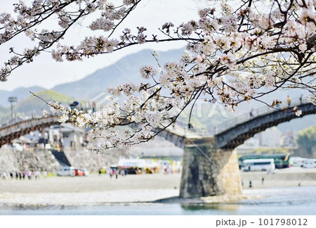 春の桜咲き観光客で賑わう錦帯橋 春の桜咲き観光客で賑わう錦帯橋 101798012