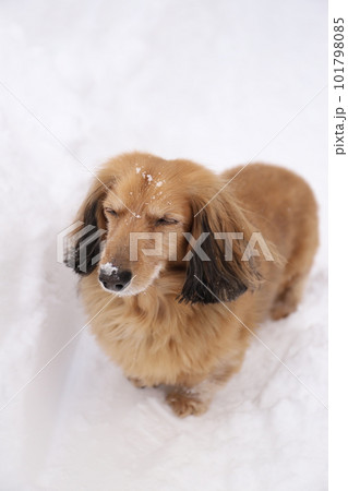 雪の中で目を瞑るハイシニアのミニチュアダックス 101798085