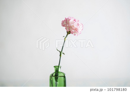 カーネーションの一輪挿し 101798180