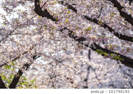 Cherry Blossoms in spring with Soft focus, at Yeongdeungpo Yeouido Spring Flower Festival in Seoul, South Korea Cherry Blossoms in spring with Soft focus, at Yeongdeungpo Yeouido Spring Flower Festival in Seoul, South Korea 101798192