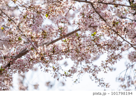 Cherry Blossoms in spring with Soft focus, at Yeongdeungpo Yeouido Spring Flower Festival in Seoul, South Korea Cherry Blossoms in spring with Soft focus, at Yeongdeungpo Yeouido Spring Flower Festival in Seoul, South Korea 101798194