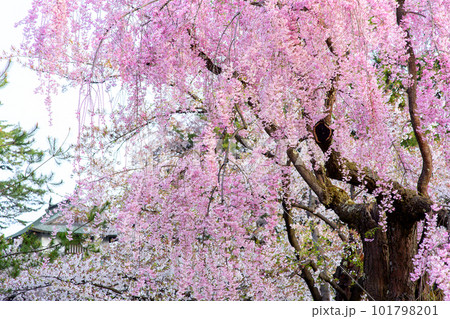 弘前城満開の枝垂れ桜と未申櫓　青森県 101798201