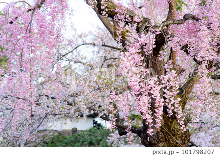 弘前城美しい枝垂れ桜と未申櫓 青森県 弘前城美しい枝垂れ桜と未申櫓 青森県 101798207