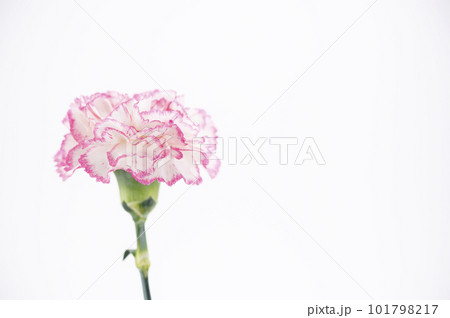 カーネーション　一輪 101798217