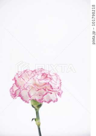 カーネーション 一輪 カーネーション 一輪 101798218
