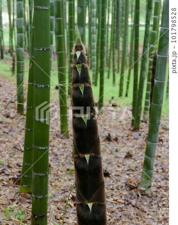 筍の成長 筍の成長 101798528