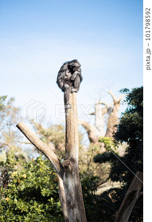 Chimpanzee sitting on the top of tree trunk in thoughtful humal like pose observing the world around him. 101798592