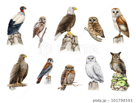 Birds of prey watercolor set. Hand painted predatory bird collection. Owl, eagle, vulture owlet, kestrel isolated on white background. Different wild hunter birds set. isolated on white background 101798593