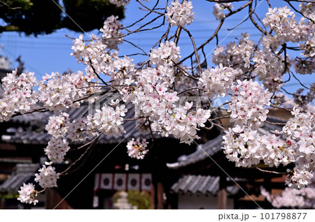 帯解寺の満開の桜 帯解寺の満開の桜 101798877