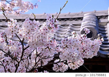 帯解寺の満開の桜 101798881