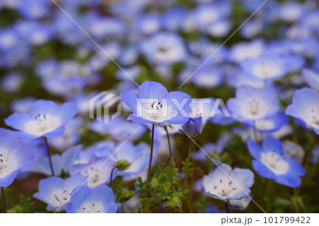 お花、花、咲く、植物、春、緑、自然、日本、東京、野外、4月、ネモフィラ、インシグニスブルー、ブルー、 お花、花、咲く、植物、春、緑、自然、日本、東京、野外、4月、ネモフィラ、インシグニスブルー、ブルー、 101799422