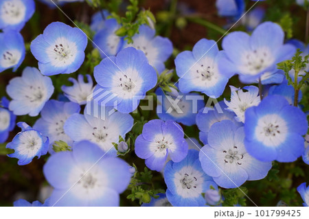 お花、花、咲く、植物、春、緑、自然、日本、東京、野外、4月、ネモフィラ、インシグニスブルー、ブルー、 お花、花、咲く、植物、春、緑、自然、日本、東京、野外、4月、ネモフィラ、インシグニスブルー、ブルー、 101799425