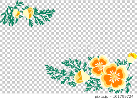 初夏花加州鴉片花框 初夏花加州鴉片花框 101799724