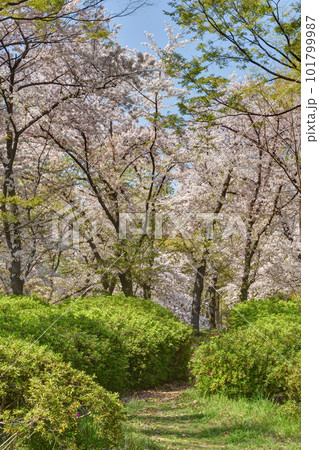 長居植物園の桜 長居植物園の桜 101799987