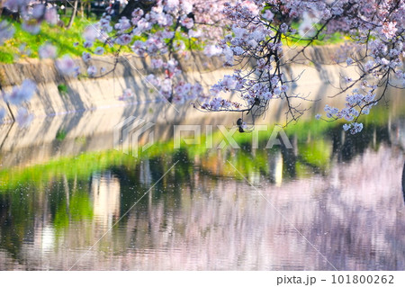 五条川の桜並木 101800262