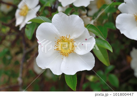 ナニワイバラの花 ナニワイバラの花 101800447