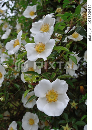 ナニワイバラの花 ナニワイバラの花 101800450