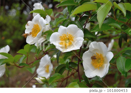ナニワイバラの花 ナニワイバラの花 101800453