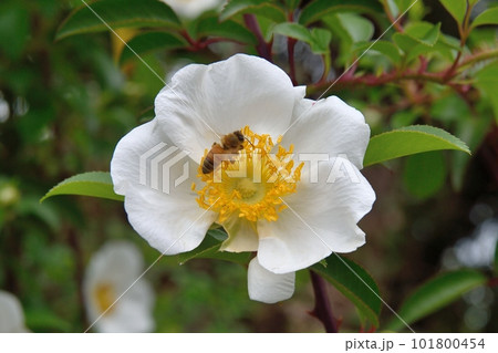 ナニワイバラの花 ナニワイバラの花 101800454