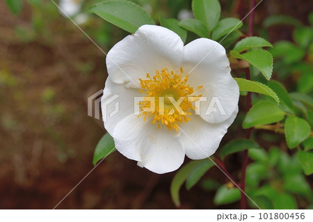 ナニワイバラの花 ナニワイバラの花 101800456