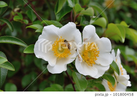 ナニワイバラの花 ナニワイバラの花 101800458