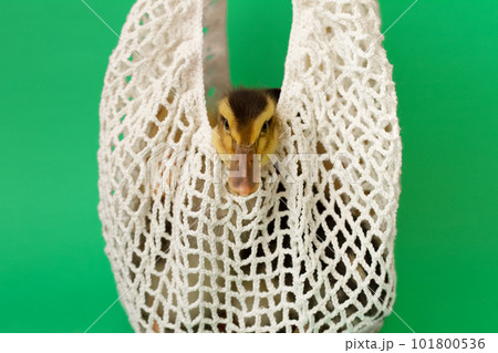 small yellow variegated duckling in white mesh string bag on green background, selective focus 101800536