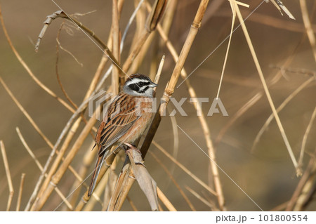 ホオジロ 101800554
