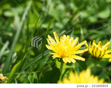 ポカポカ陽気とタンポポが春らしい 101800604