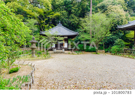 【奈良県】奈良市 白毫寺 (2023/04/11撮影) 101800783